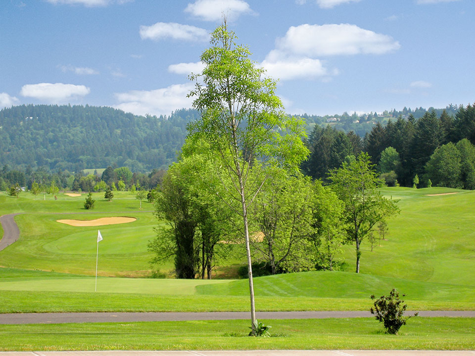 Beautiful, large, open, and green golf course. Luscious trees throughout with a beautiful view of the mountains filled with large, green trees.