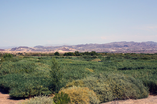 View of serene landscape of tall green grass and mountains in the distance.