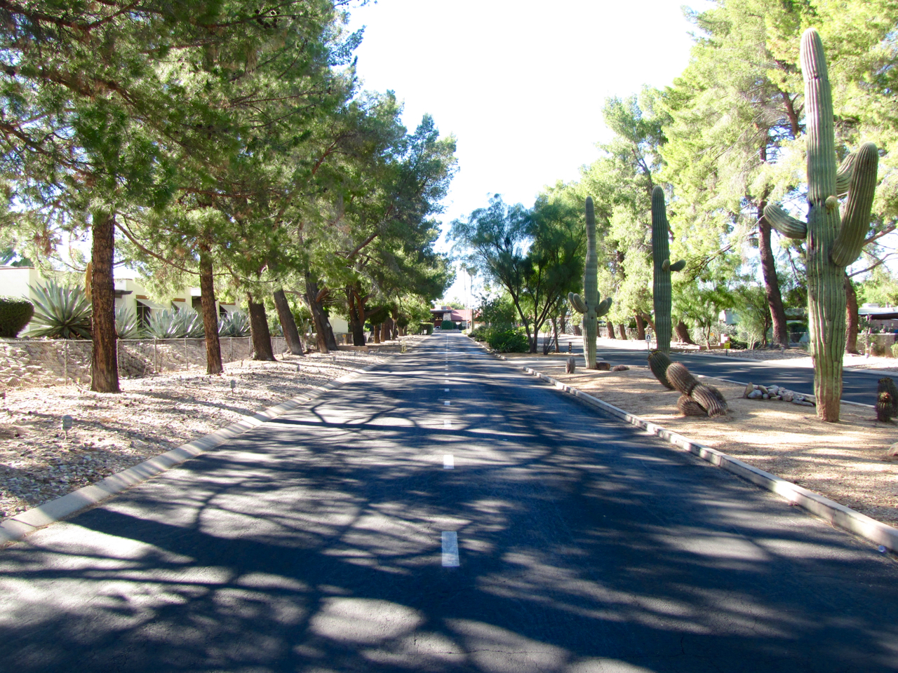 Driveway of entrance of Far Horizons East is lined with lush trees on both sides and cacti along the median.